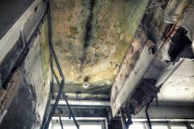 Best Crawl Space Mold Remediation  in Mena, AR